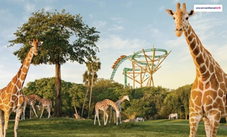 Go Into The Wild At The Unique Busch Gardens